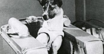 Vers les étoiles : il y a 66 ans, la chienne Laika était envoyée dans l’espace