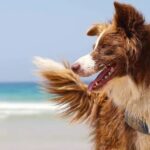 Vacances avec le chien : 10 doutes résolus et règles à savoir