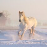 T-shirts pour enfant avec décoration cheval sur locomotif-shop.com